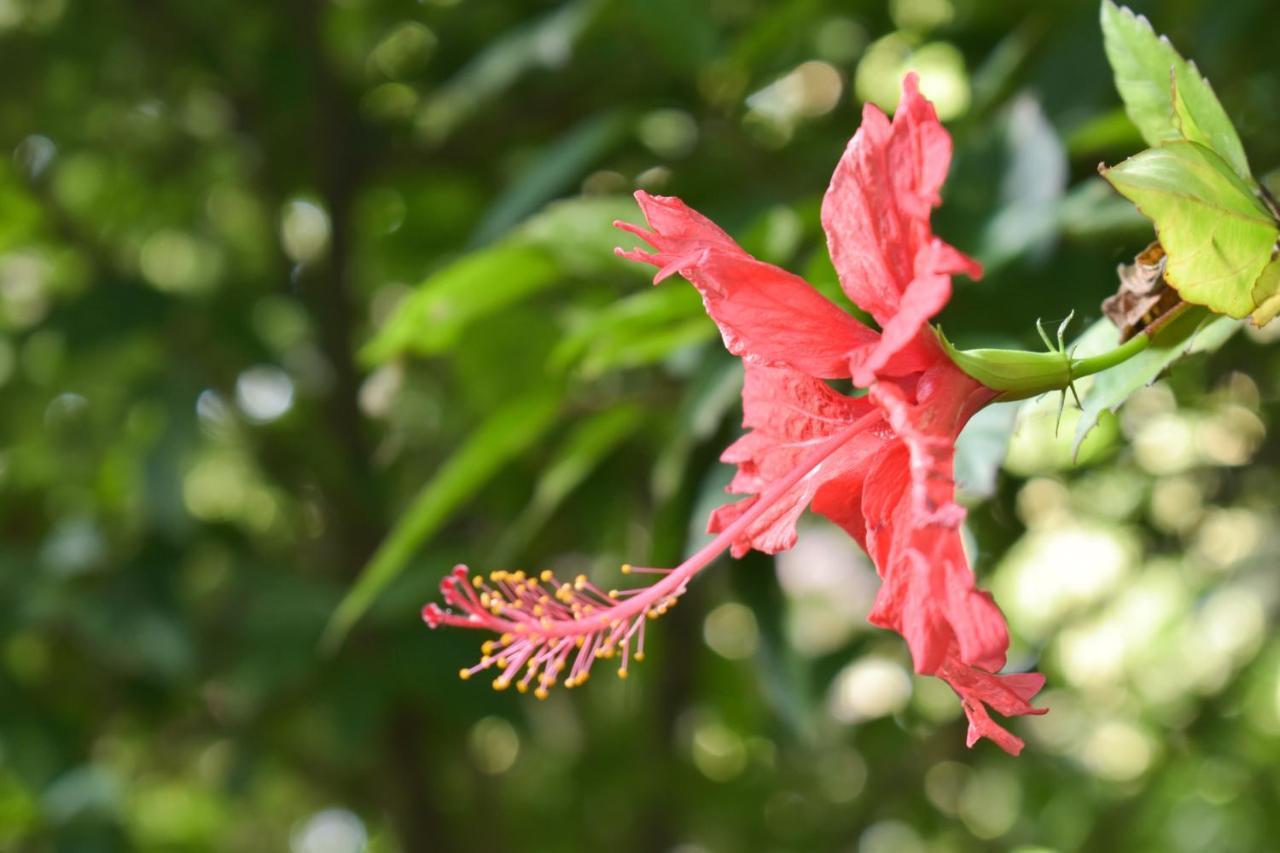 Passiflora Lodge Tambopata Puerto Maldonado Bagian luar foto