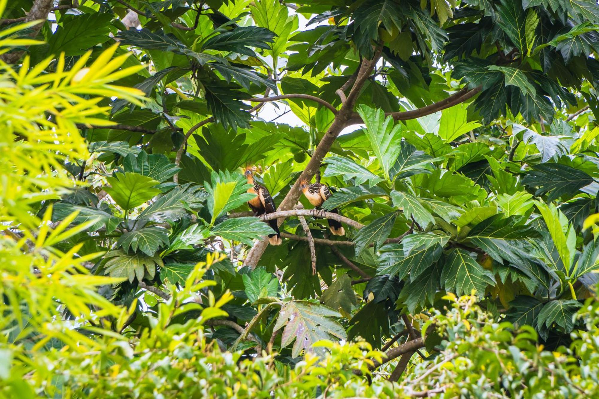Passiflora Lodge Tambopata Puerto Maldonado Bagian luar foto